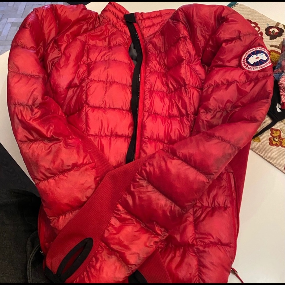 COPY - Canada goose